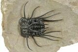 Crazy, Spiny Dicranurus Trilobite - Atchana, Morocco #363024-3